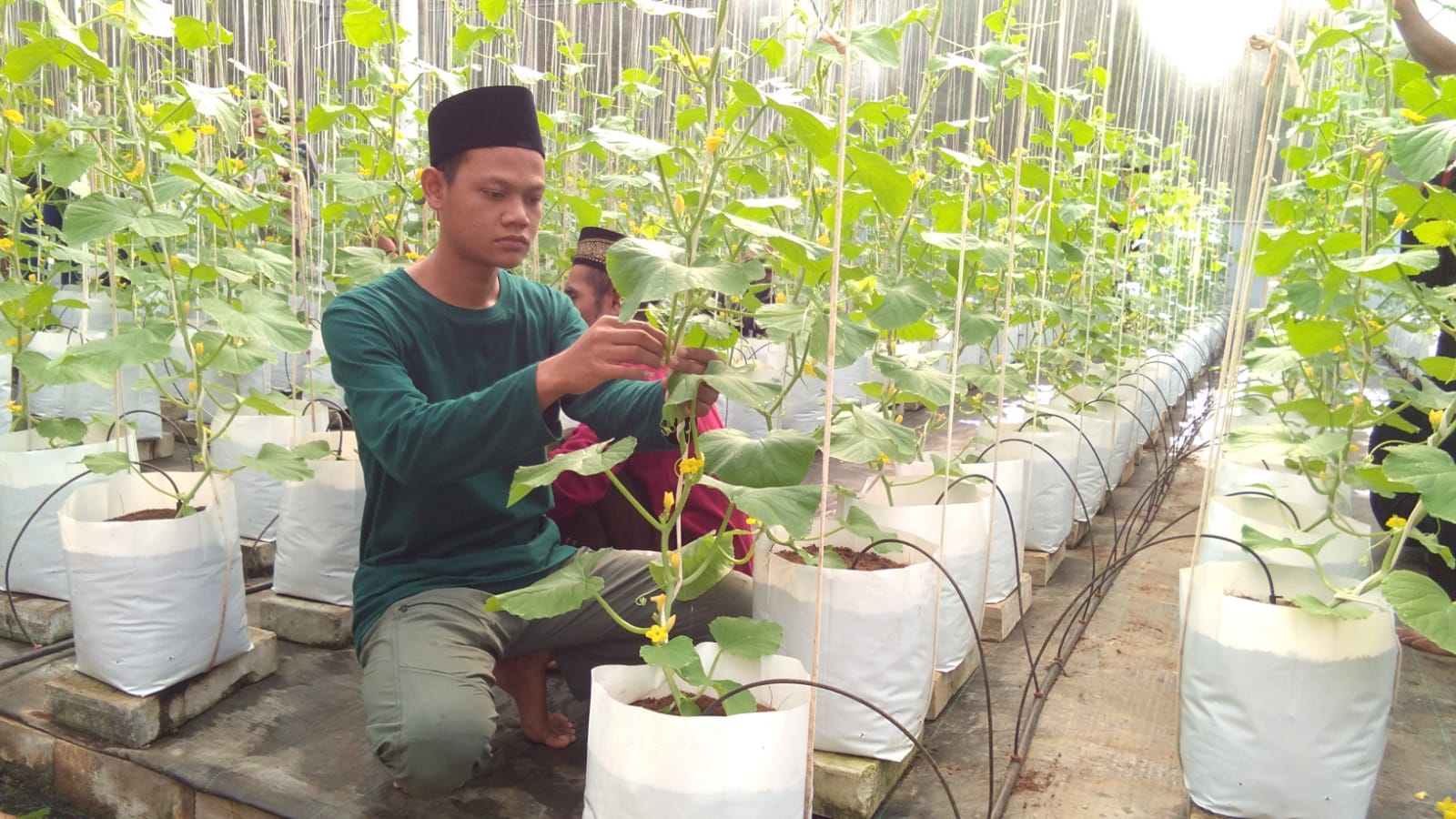 Berat Badan bertambah 2 Kg, sepenggal Kisah Pelatihan Green House Santri Darul qur’an Sragen