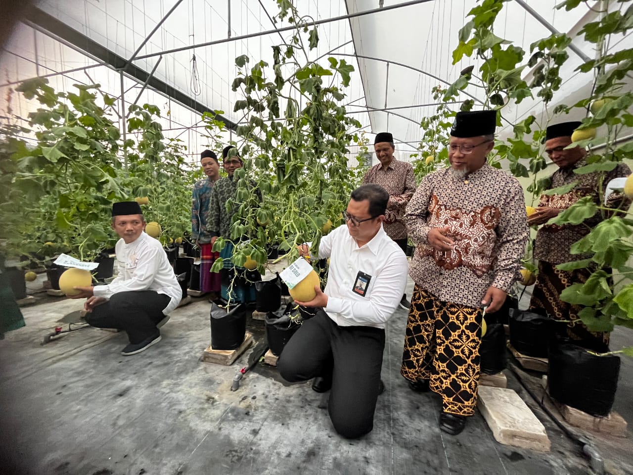 Ketua HEBITREN Solo Raya Bersama Kepala KPW BI Solo Panen Melon Inthanon di Green House PP. Takmirul Islam